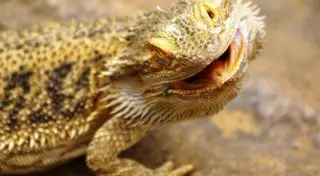 Пассажира Air India пытались "накормить" живой ящерицей