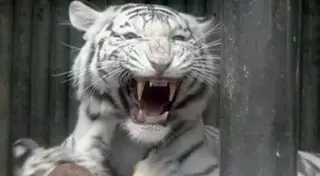 В Грузии застрелили загрызшего человека насмерть редкого тигра