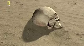 Земля вступила в новую "стадию вымирания" - ученые