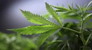 Нотариус создал плантацию конопли в квартире в Алматинской области