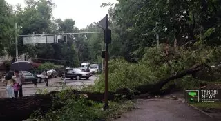 Дерево придавило двух пешеходов в Алматы