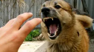 В Павлодаре мужчина умер от укуса бешеной собаки