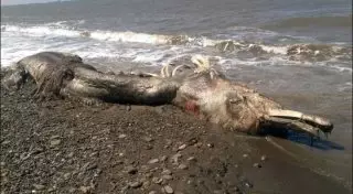 На берег Сахалина выбросило останки неизвестного волосатого существа