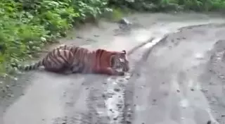 Амурская тигрица вышла на дорогу послушать музыку