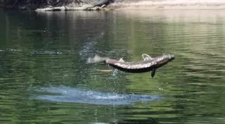 Осетр убил 5-летнюю девочку в США