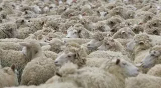 Более двух тысяч голов скота пало из-за непогоды в Павлодарской области