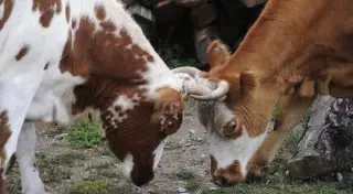 Падеж скота из-за переохлаждения произошел в Акмолинской области