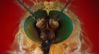 Комар и его "причиндал"