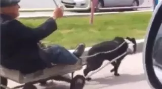 Житель Семея передвигается по дорогам на собаке