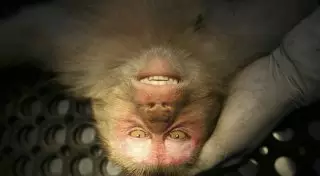 Ученые впервые подключили мозги обезьян к компьютеру