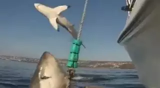 Акула захотела стать знаменитой