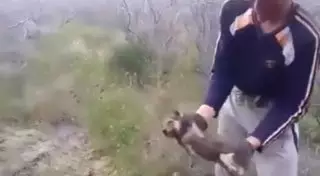 Полиция разыскивает участников видео расправы над волчатами