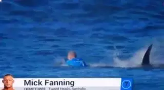 Серфер отбился от акулы в прямом эфире