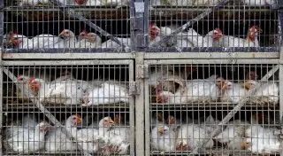 В Казахстане введен запрет на продажу мяса птицы из России и Украины