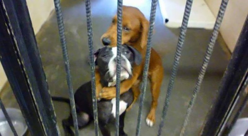 Кэла и Кира в ожидании эвтаназии.