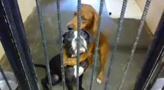 Обнимающиеся собаки из приюта спаслись от эвтаназии