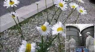 Фотографии ромашек-мутантов с "Фукусимы" облетели Интернет