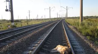 Погибшей за хозяина собаке-герою хотят установить памятник в Караганде