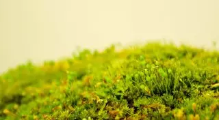 Японцы увлеклись рассматриванием колоний мха