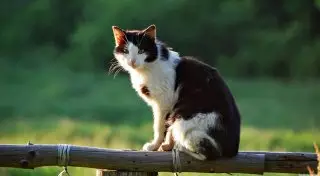 Нанятый для убийства кошки киллер застрелил заказчика в России