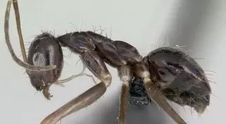 Логику в поведении сумасшедших муравьев отыскали израильские ученые