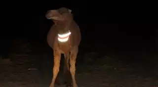 В ДТП в Мангистауской области с участием верблюда погиб пассажир авто