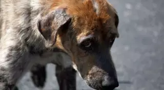 Житель Риддера предстал перед судом после мата в адрес собаки