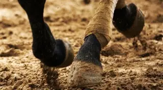 Ипподром в Алматы выкупят городские власти