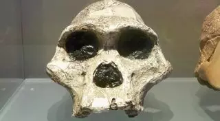 Увеличивающую объем мозга диету придумали ученые