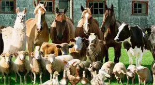 О лимите на поголовье скота в личных хозяйствах задумались в России