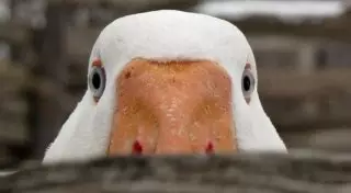 Депутаты запретили гусям ходить по берегу озера в Карелии