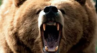 Медведь насмерть задрал пенсионера из села Медведка в ВКО