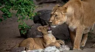 Несколько крупных животных остаются в клетках в затопленном зоопарке Уссурийска