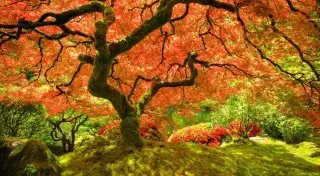 Ученые насчитали на Земле три триллиона деревьев