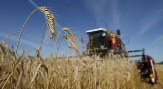 Около половины урожая зерновых списано в Западно-Казахстанской области
