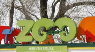 Краснокнижные сайгаки появились в зоопарке Алматы