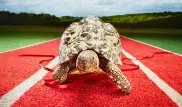 Названа самая быстрая черепаха в мире