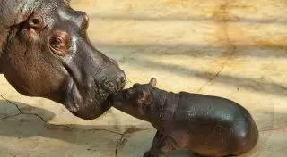 В зоопарке Шымкента родился бегемот