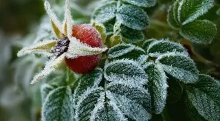 Заморозки ожидаются в Астане