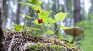 Алматинцев предупредили о штрафах за сбор диких ягод и грибов