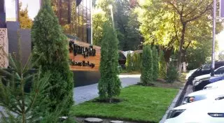 Оштрафованный ресторан в Алматы высадил 15 саженцев на месте срубленных деревьев