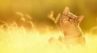 Аномальное тепло сохранится на западе Казахстана