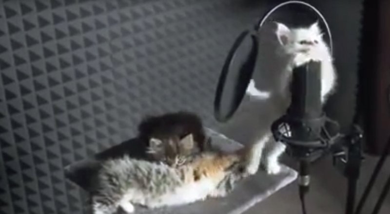 Кадр из видеоролика YouTube