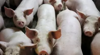 Свиней с рекордным количеством модифицированных генов превратят в идеальных доноров для человека