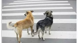 Автомобилисты могут не уступать дорогу собакам - МВД РК