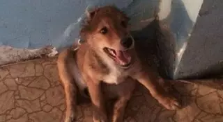 В Актау школьники уродовали животных ради продажи