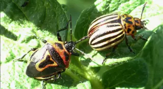 Хищных клопов хочет закупать Казахстан у России