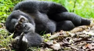 Конкурс самых смешных фотографий из мира диких животных