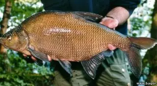 Двухкилограммовый лещ упал на дом и пробил крышу в Финляндии