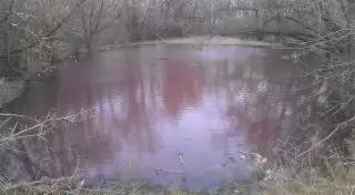 Болото окрасилось в красный цвет в Усть-Каменогорске